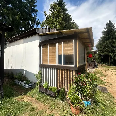 Nová živohošť * Křečovice